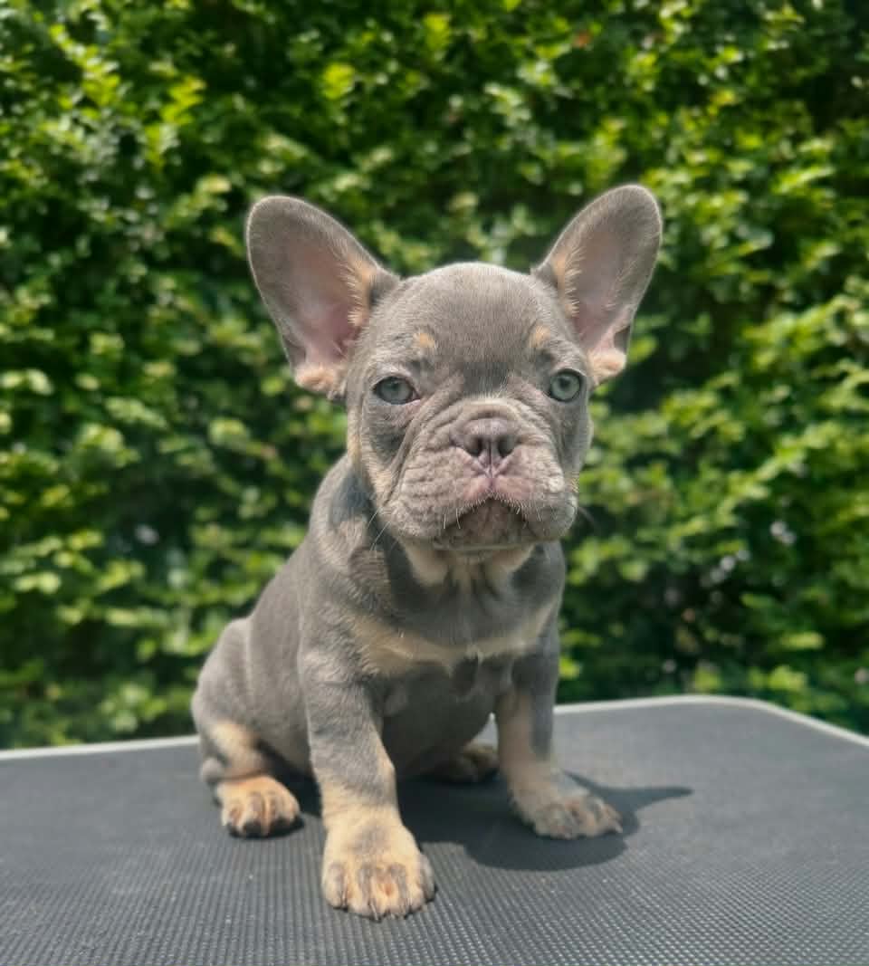 Jaxson — Lilac & Tan French Bulldog puppy