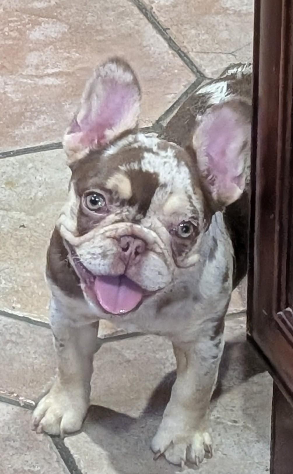 Lilac merle French Bulldog puppy smiling