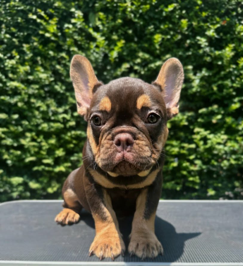 Rojo Boy — Rojo French Bulldog puppy