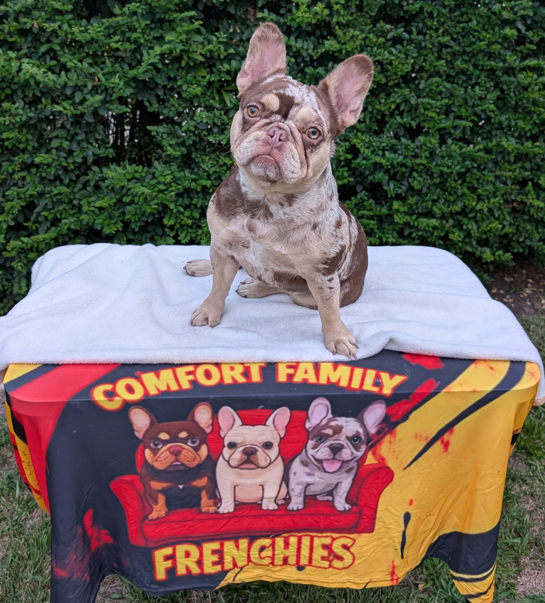 Gemma — Rojo & Tan Merle French Bulldog