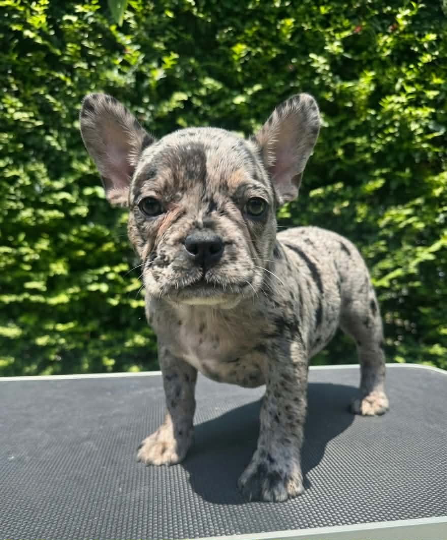 Oreo — Lilac Merle French Bulldog puppy