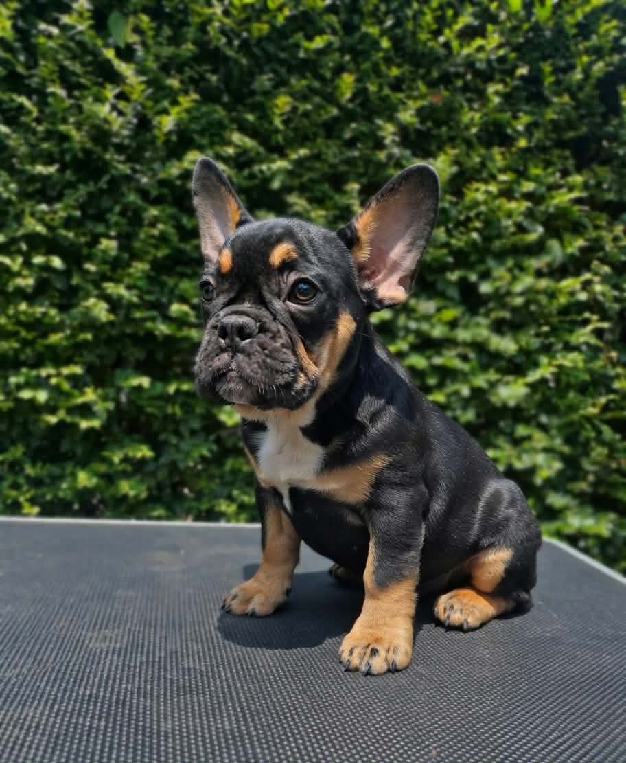 Fiona — Black & Tan French Bulldog puppy