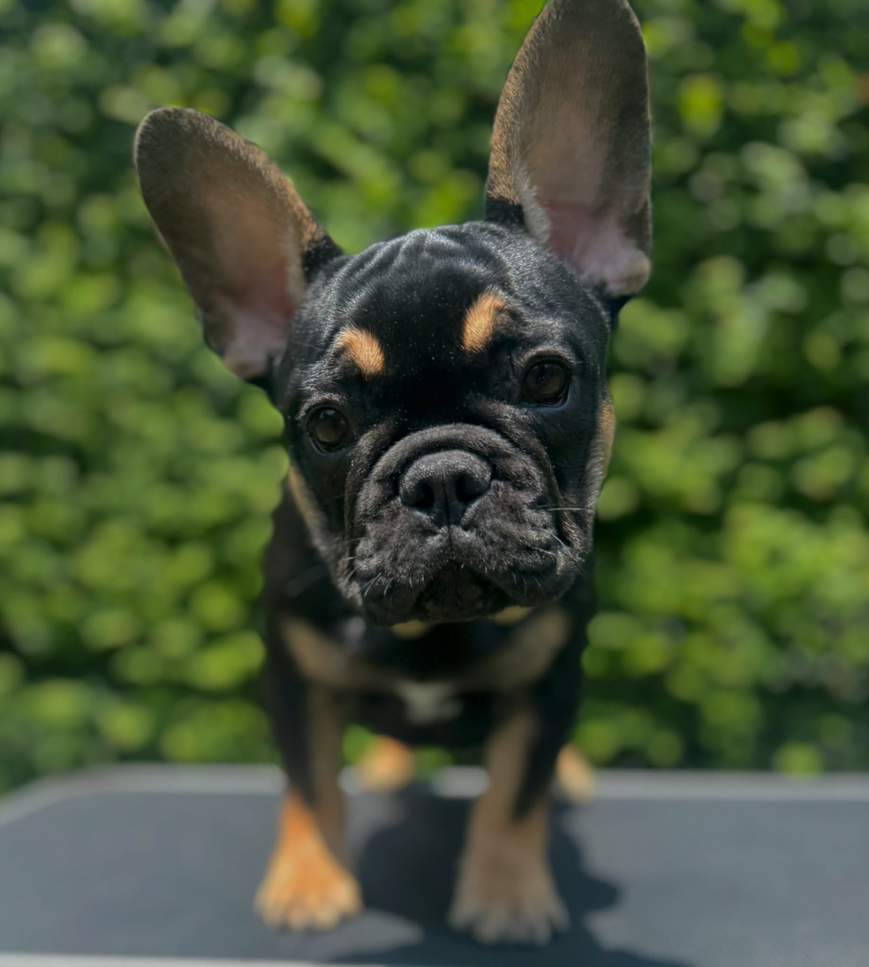 Stack — Black & Tan French Bulldog puppy