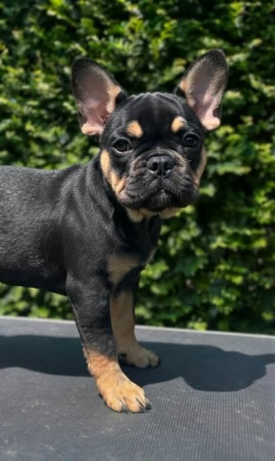 Piper — Black & Tan French Bulldog puppy