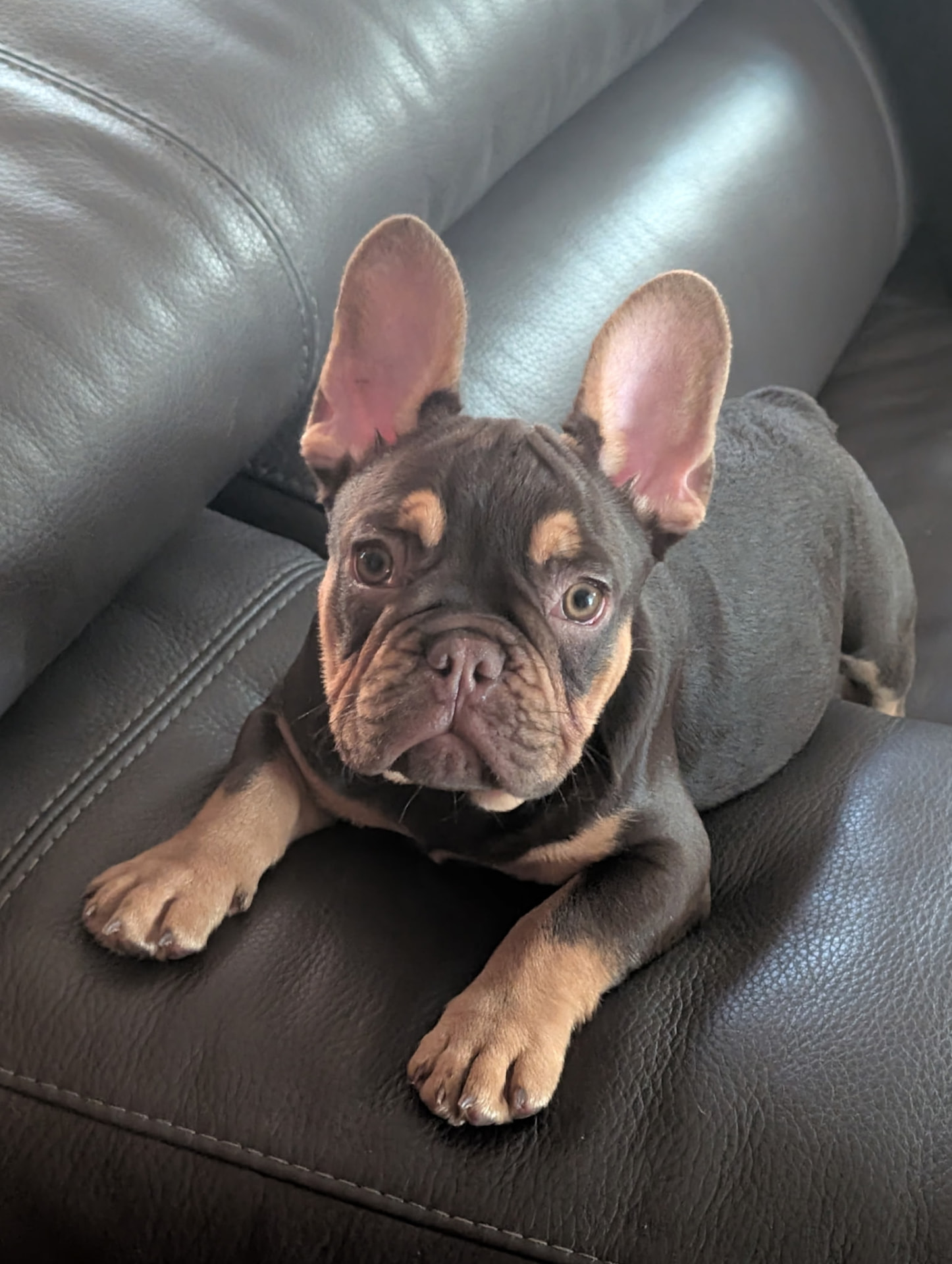 Rolo — Rojo & Tan French Bulldog