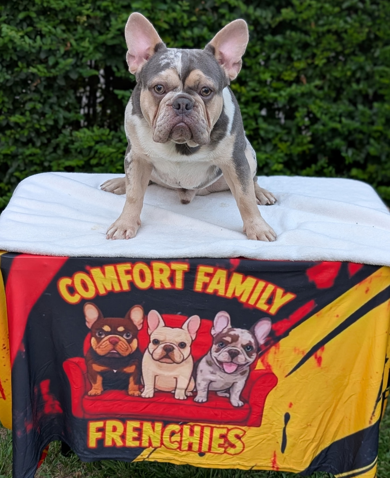 Gumbo — Lilac & Tan Merle French Bulldog