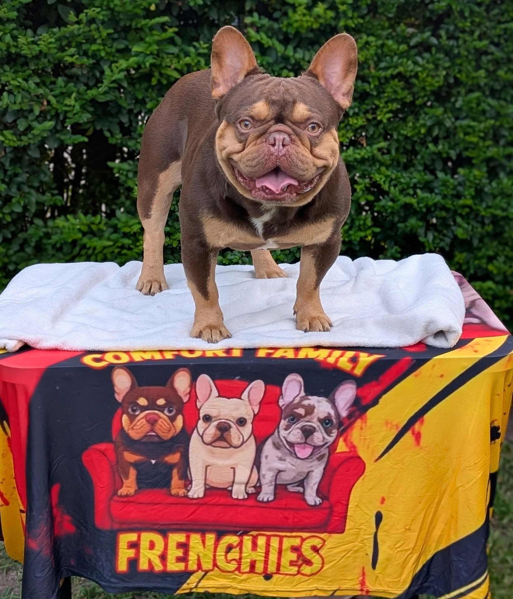 Nino Brown — Rojo & Tan French Bulldog