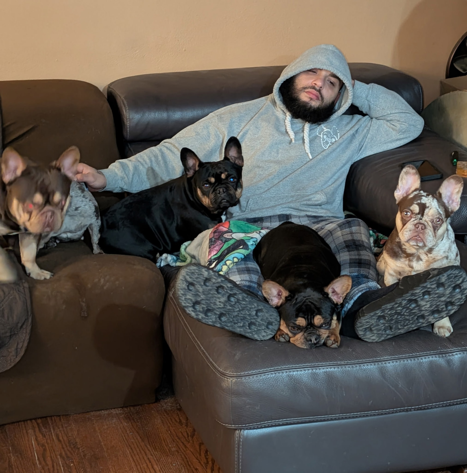 Family life with the Comfort Family Frenchies pack on the couch