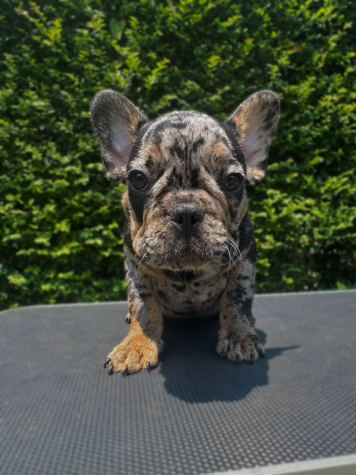 Skatt — Merle French Bulldog puppy