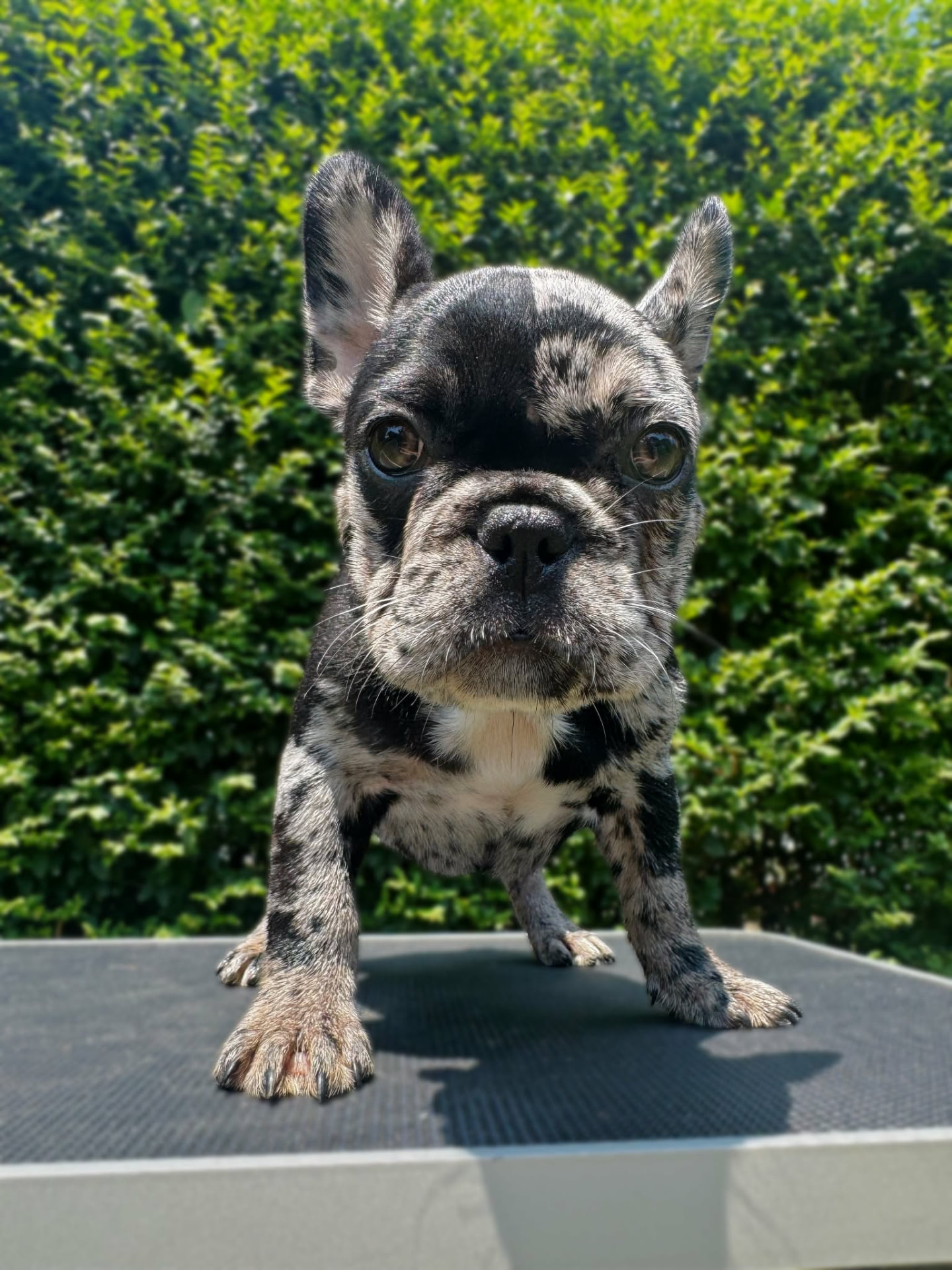 Peanut — Merle French Bulldog puppy