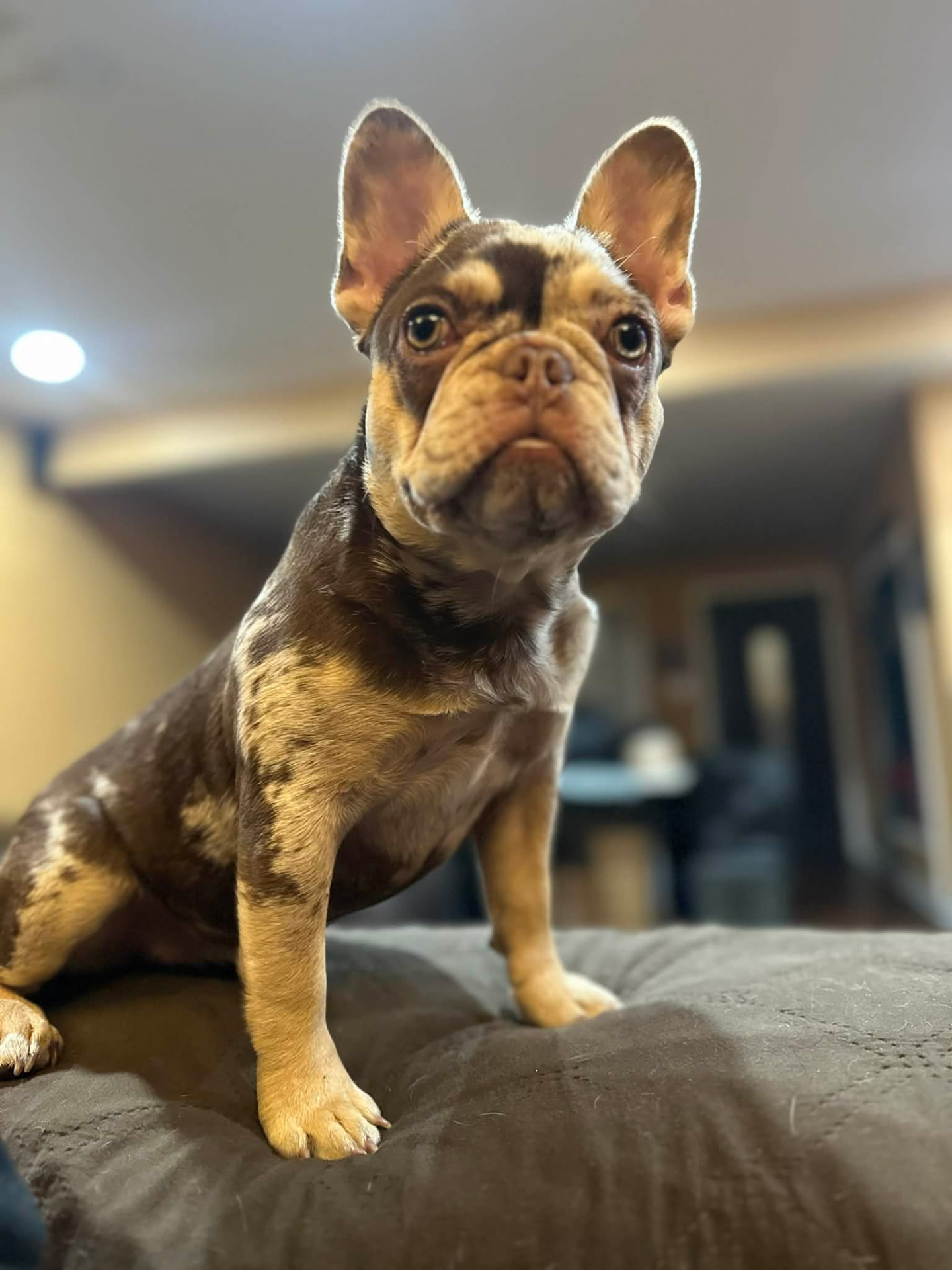 Merle and tan French Bulldog at home