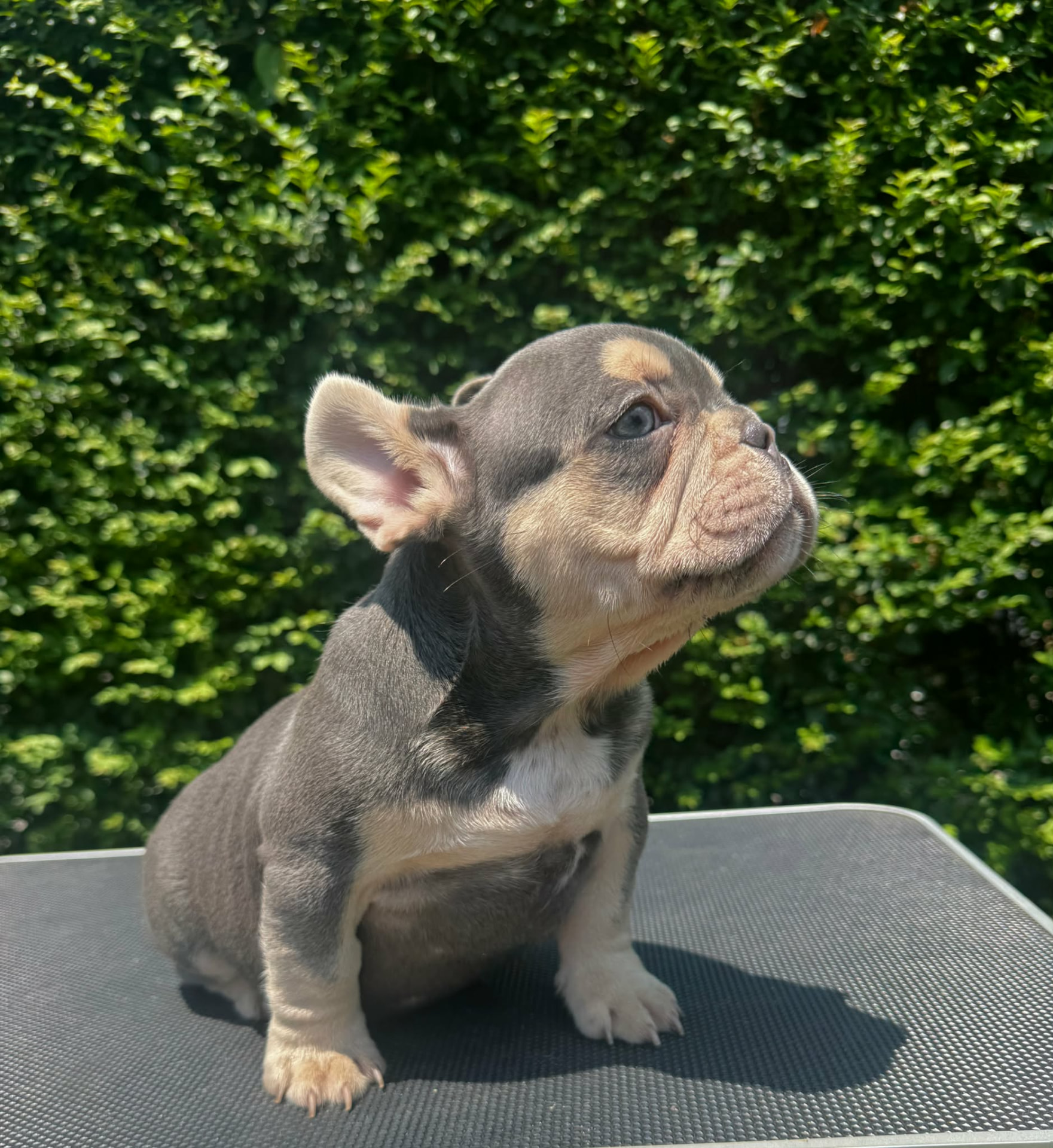 Izzy — Lilac & Cream French Bulldog puppy