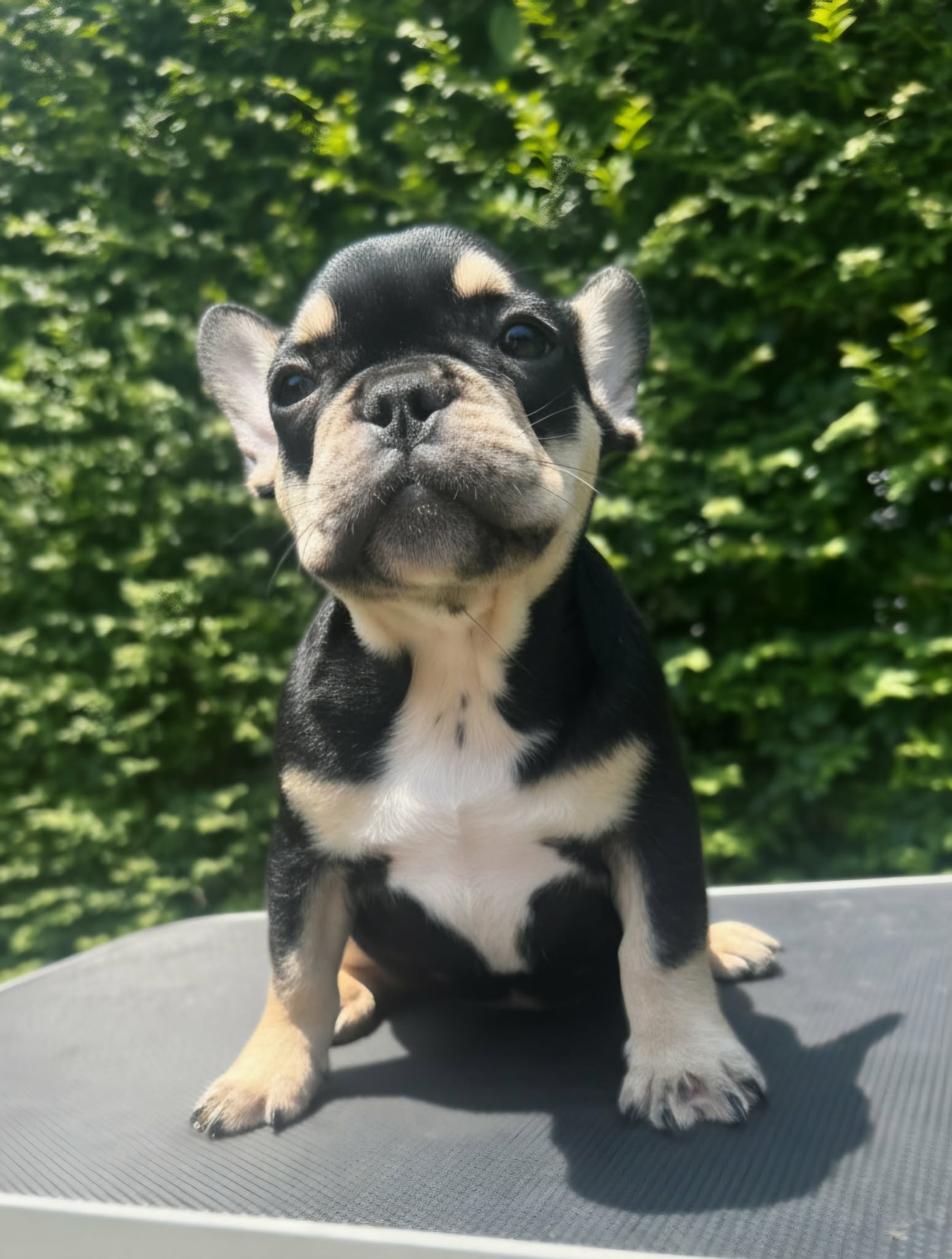 Joker — Black & Cream French Bulldog puppy
