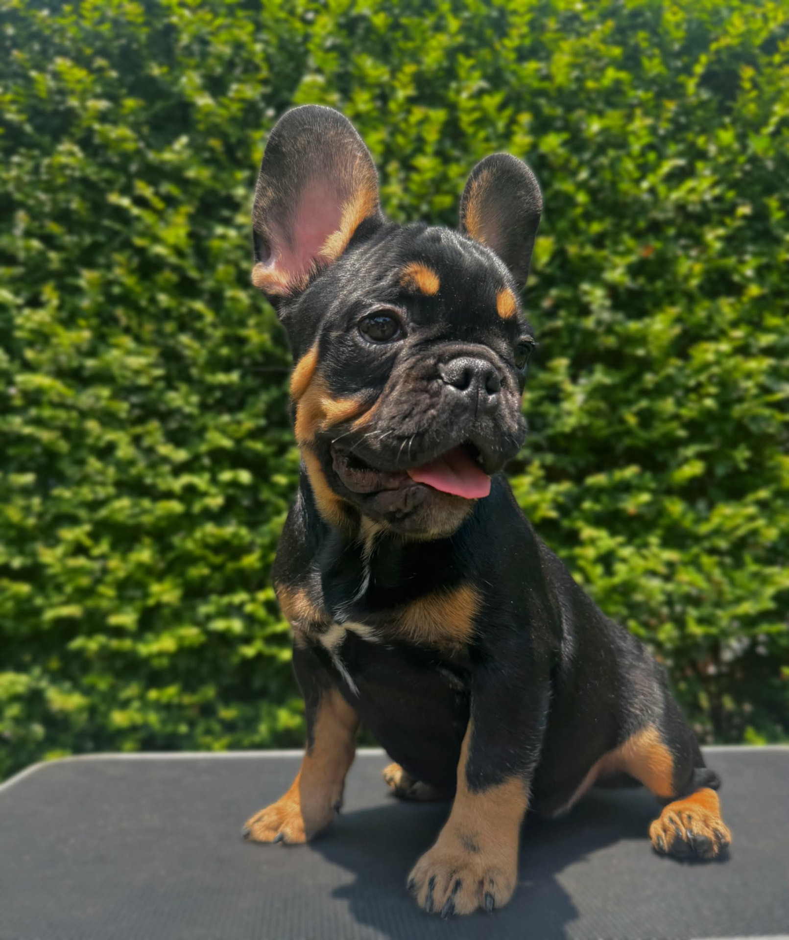 Smoke — Black & Tan French Bulldog puppy